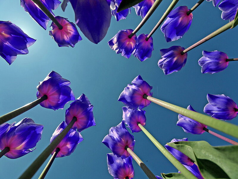 Purple Tulips Against Sky