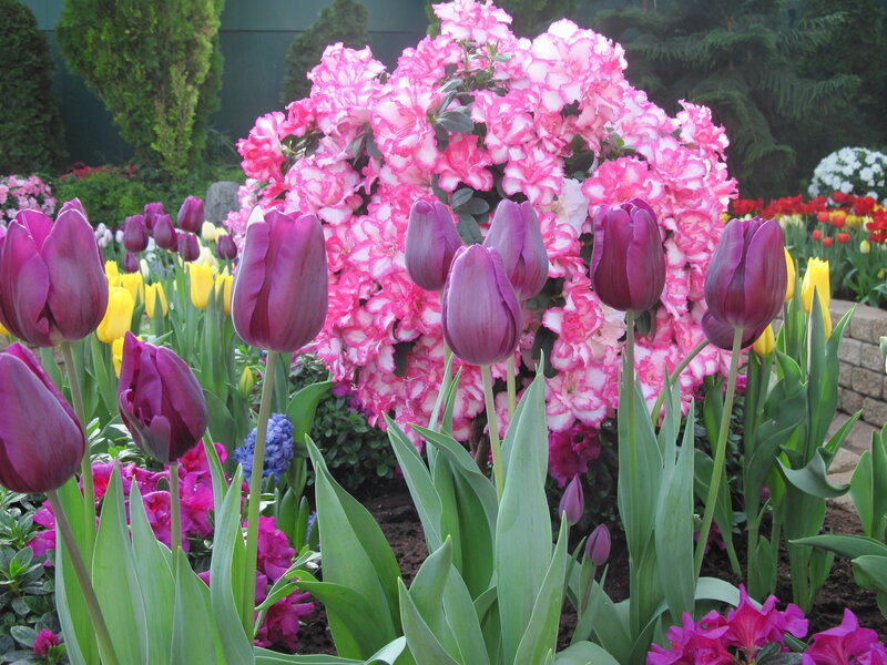 Purple Tulips and Azaleas — Pink
