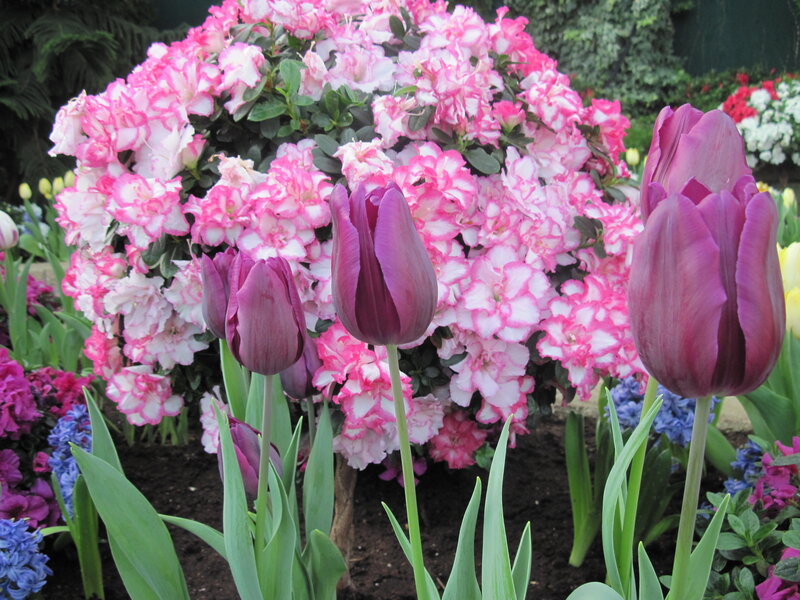 Purple Tulips and Azaleas