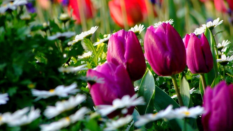 Purple Tulips and Daisies