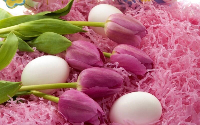 Purple Tulips and Eggs — Pink