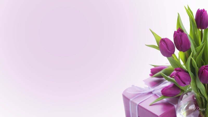 Purple Tulips and Gift