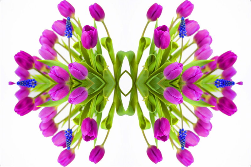Purple Tulips and Grape Hyacinths