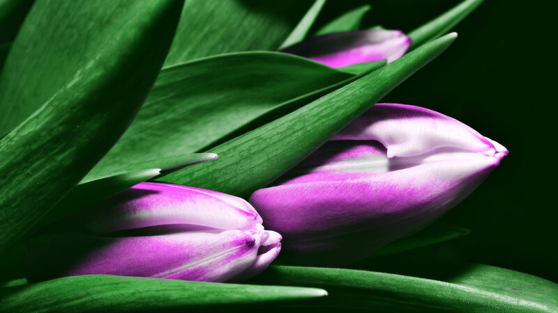Purple Tulips and Green Leaves