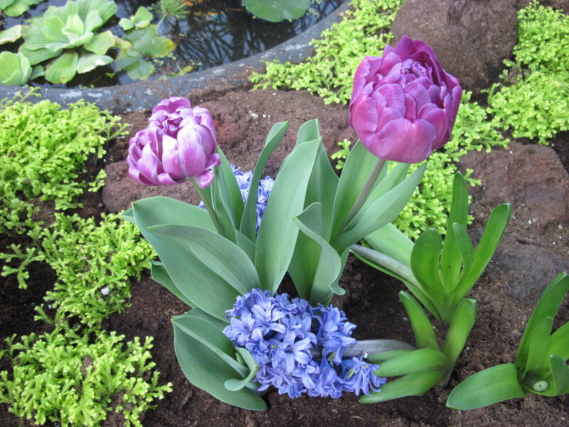 Purple Tulips and Hyacinths