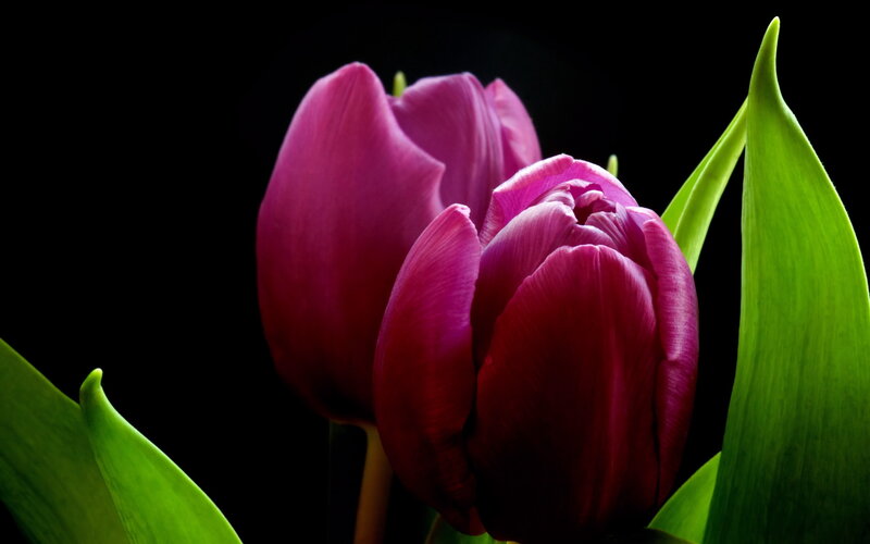 Purple Tulips and Leaves