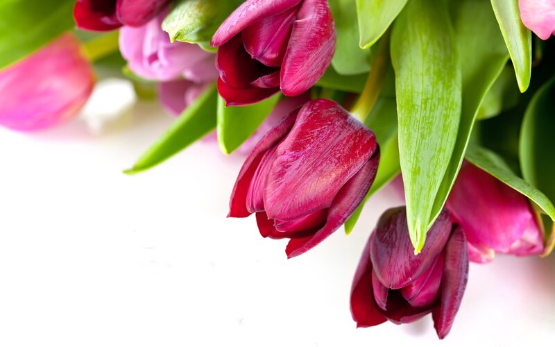 Purple Tulips Bouquet — Calm, Photograph, Green Leaves, White Background