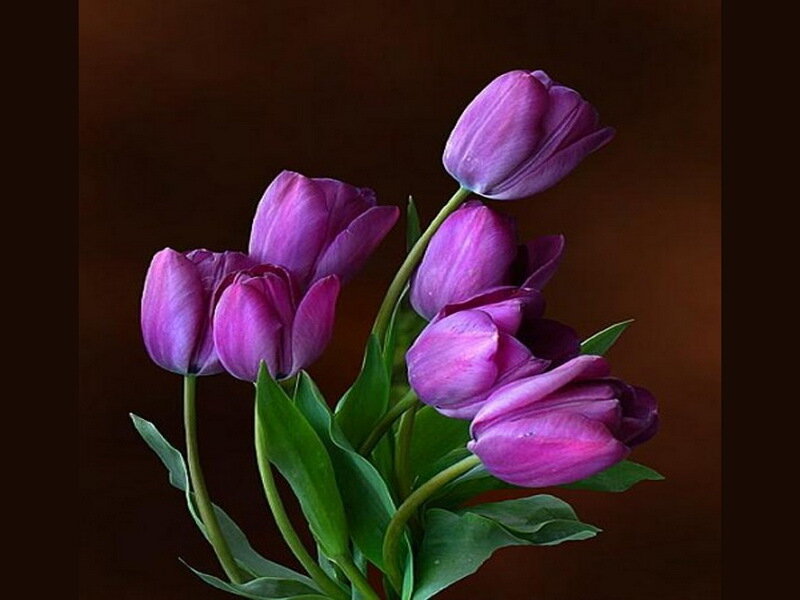 Purple Tulips Bouquet — Calm, Photograph