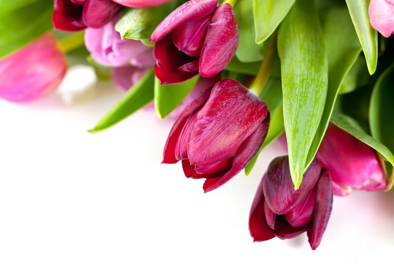 Purple Tulips Bouquet — Calm, Spring, Photograph
