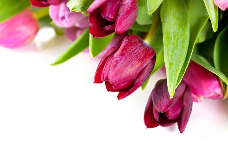 Purple Tulips Bouquet — Calm, Spring