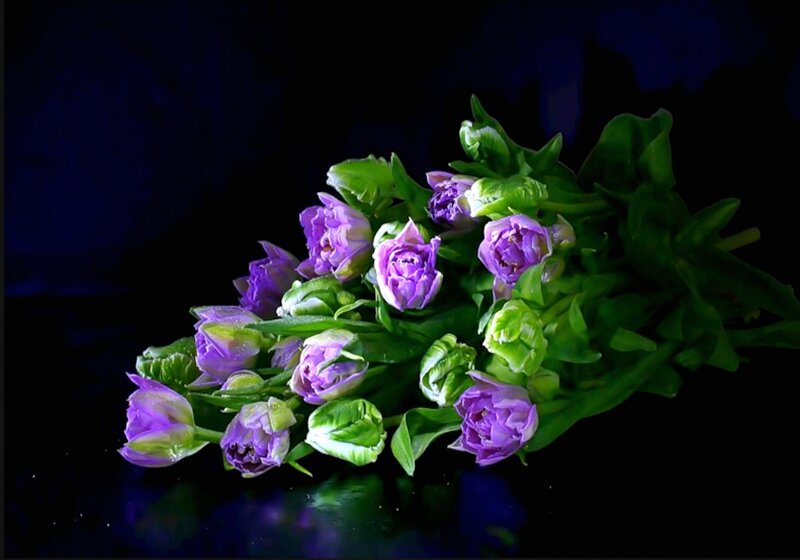 Purple Tulips Bouquet — Dramatic, Night