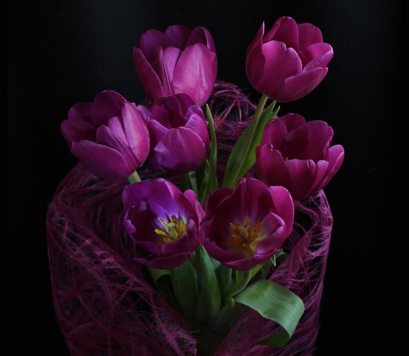 Purple Tulips Bouquet — Dramatic, Photograph