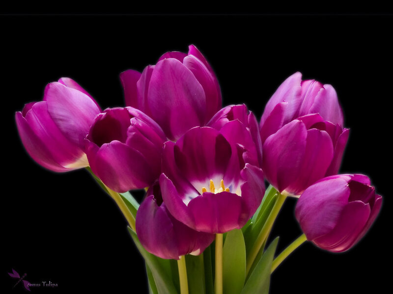 Purple Tulips Bouquet — Dramatic