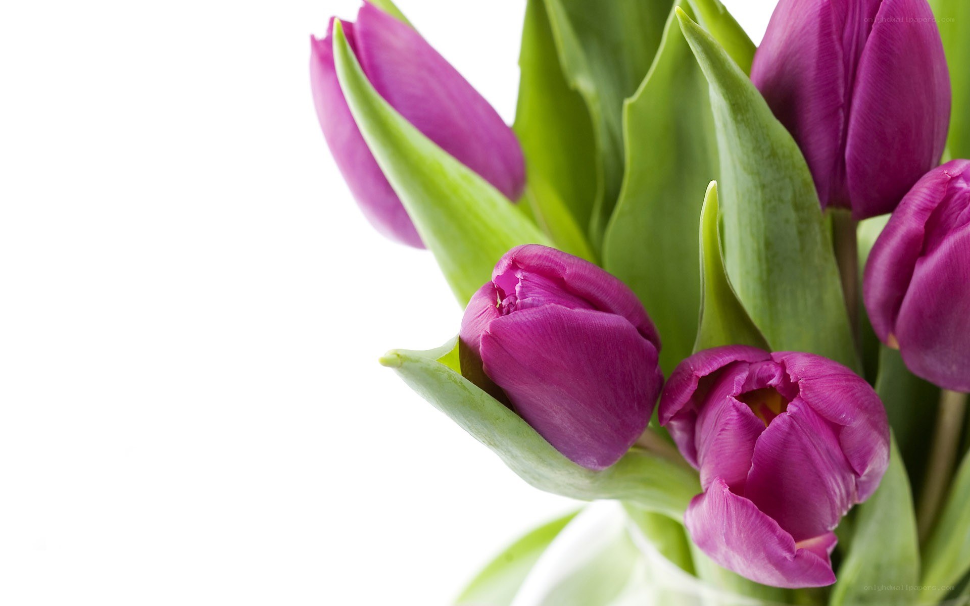 purple tulips bouquet