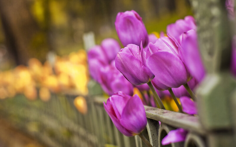 Purple Tulips by Fence