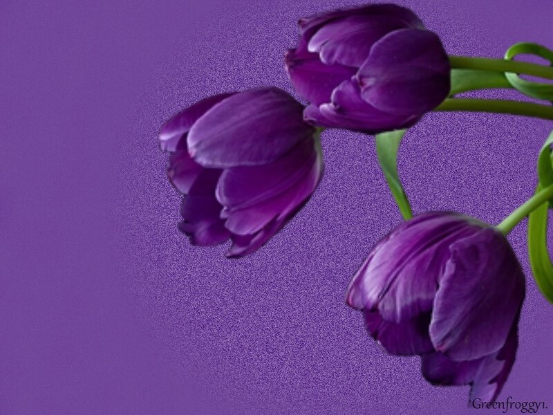 Purple Tulips — Calm, Photograph