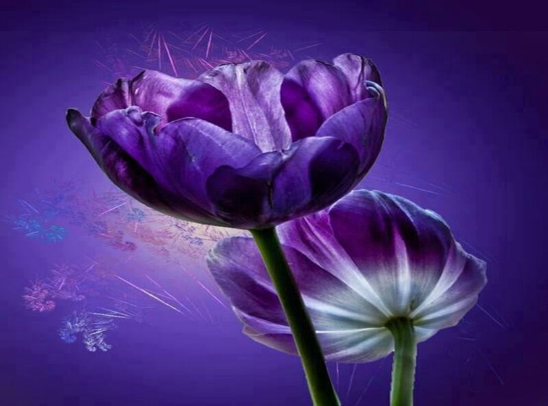 Purple Tulips — Dramatic, Digital Art