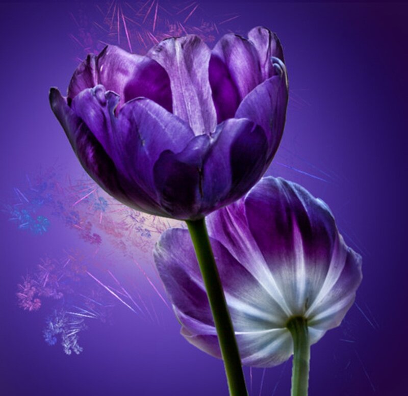 Purple Tulips — Dramatic, Night