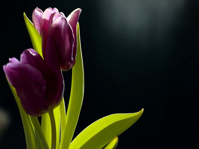 Purple Tulips — Dramatic, Photograph, Flowers
