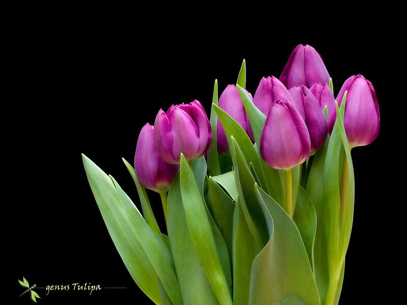 Purple Tulips — Dramatic, Photograph, Green Leaves