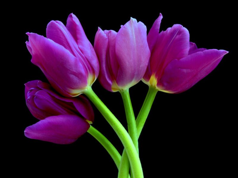 Purple Tulips — Dramatic, Photograph, Green Stems