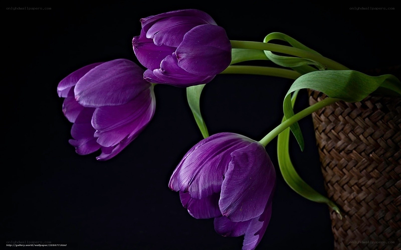 purple tulips in a basket