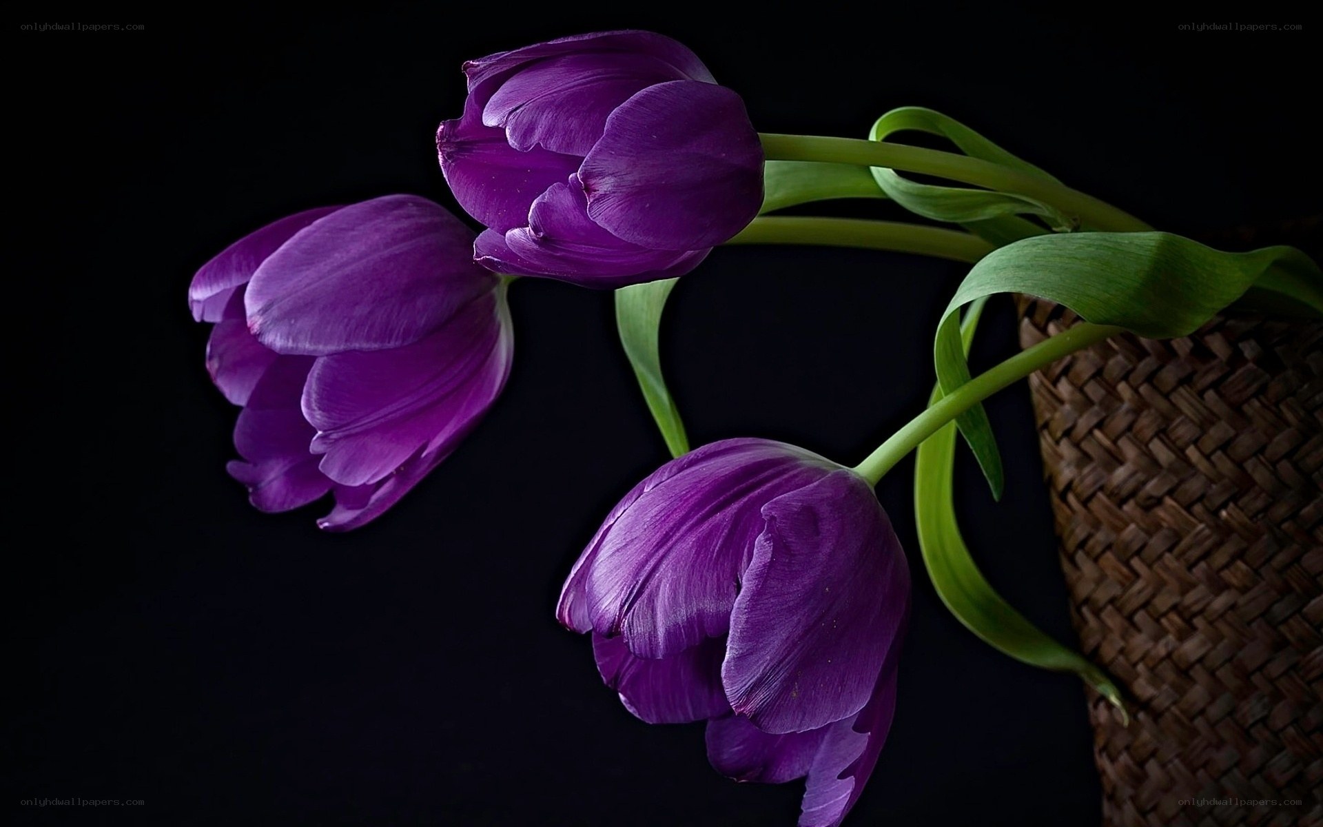 Purple tulips in a basket
