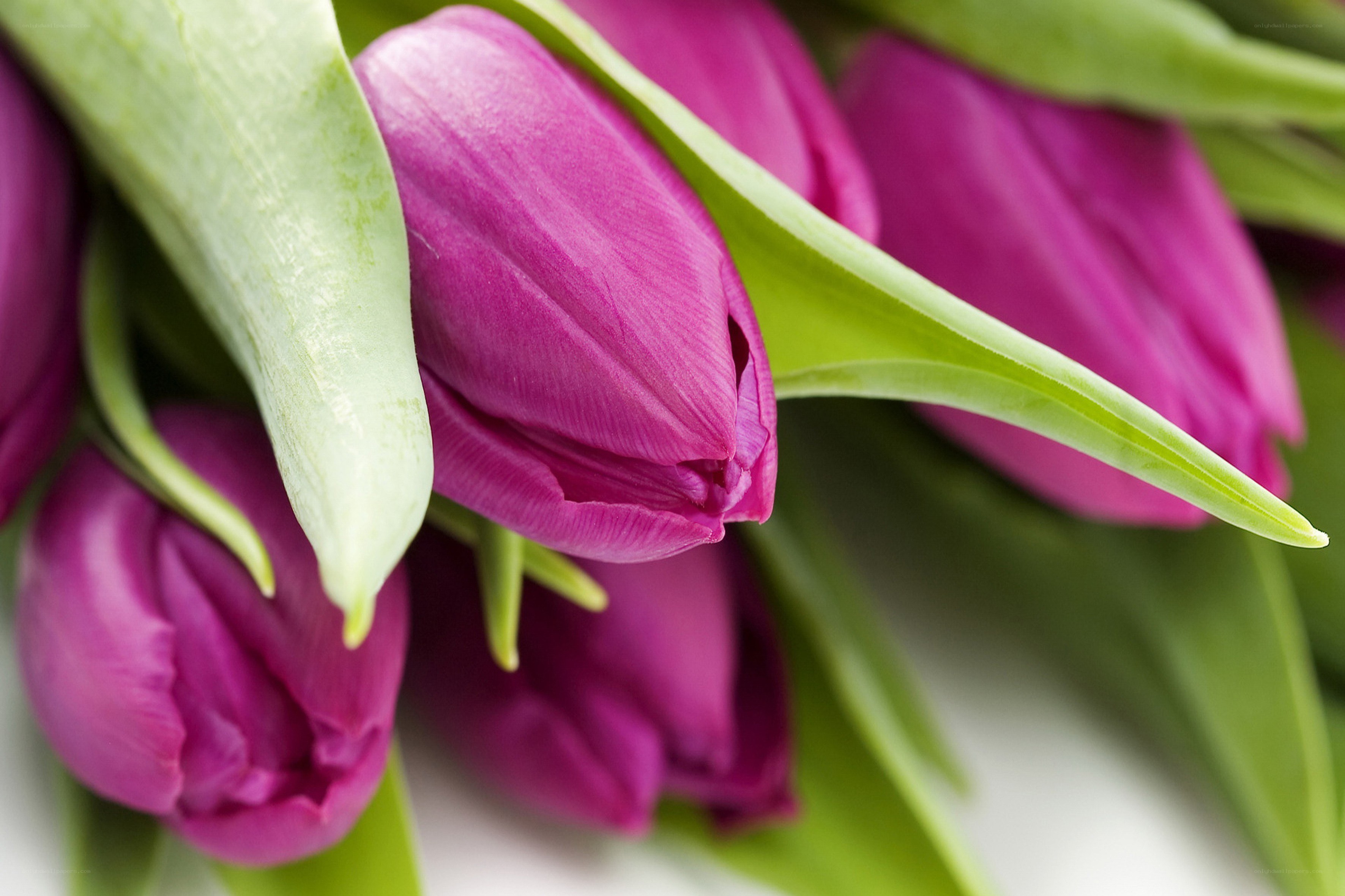 Purple tulips in a bouquet
