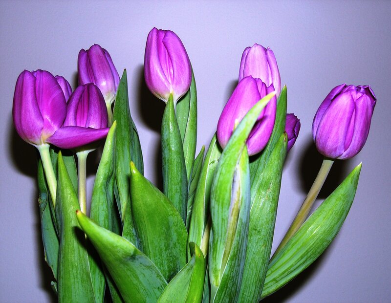 Purple Tulips in a Bouquet — Calm