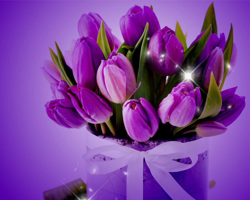 Purple Tulips in a Box — Festive, Photograph