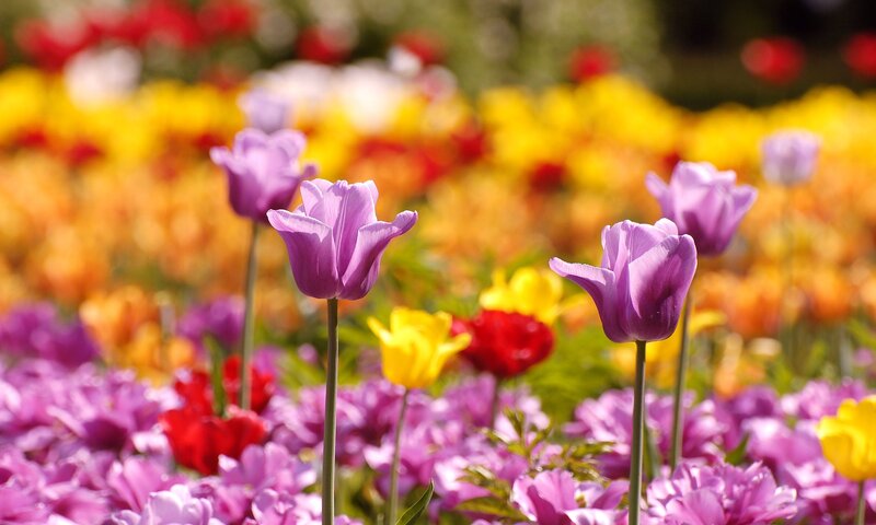 Purple tulips in a colorful field
