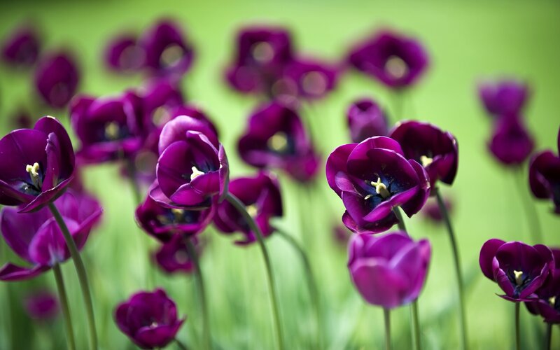 purple tulips in a field