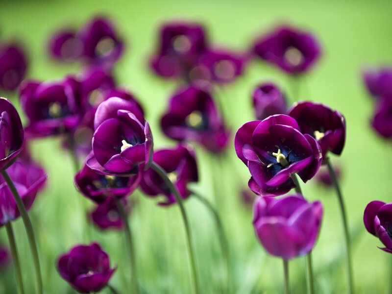 Purple tulips in a field