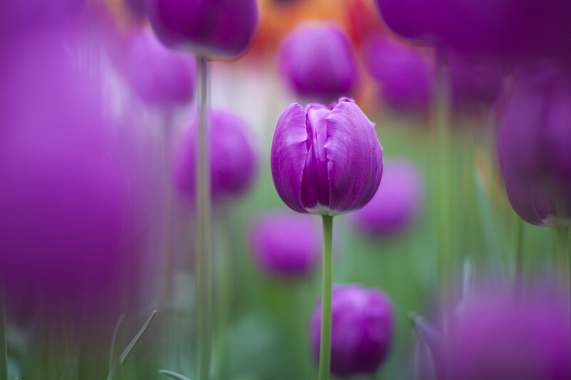 Purple tulips in a field