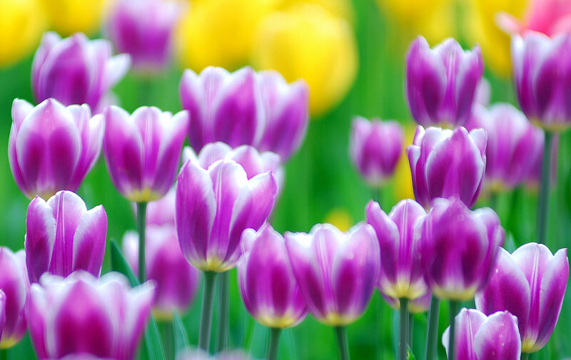 Purple tulips in a field