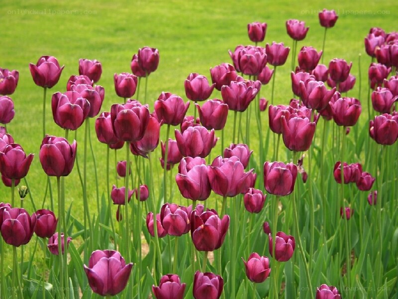 purple tulips in a field