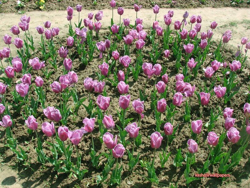 purple tulips in a field