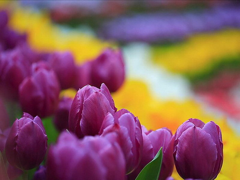 purple tulips in a field