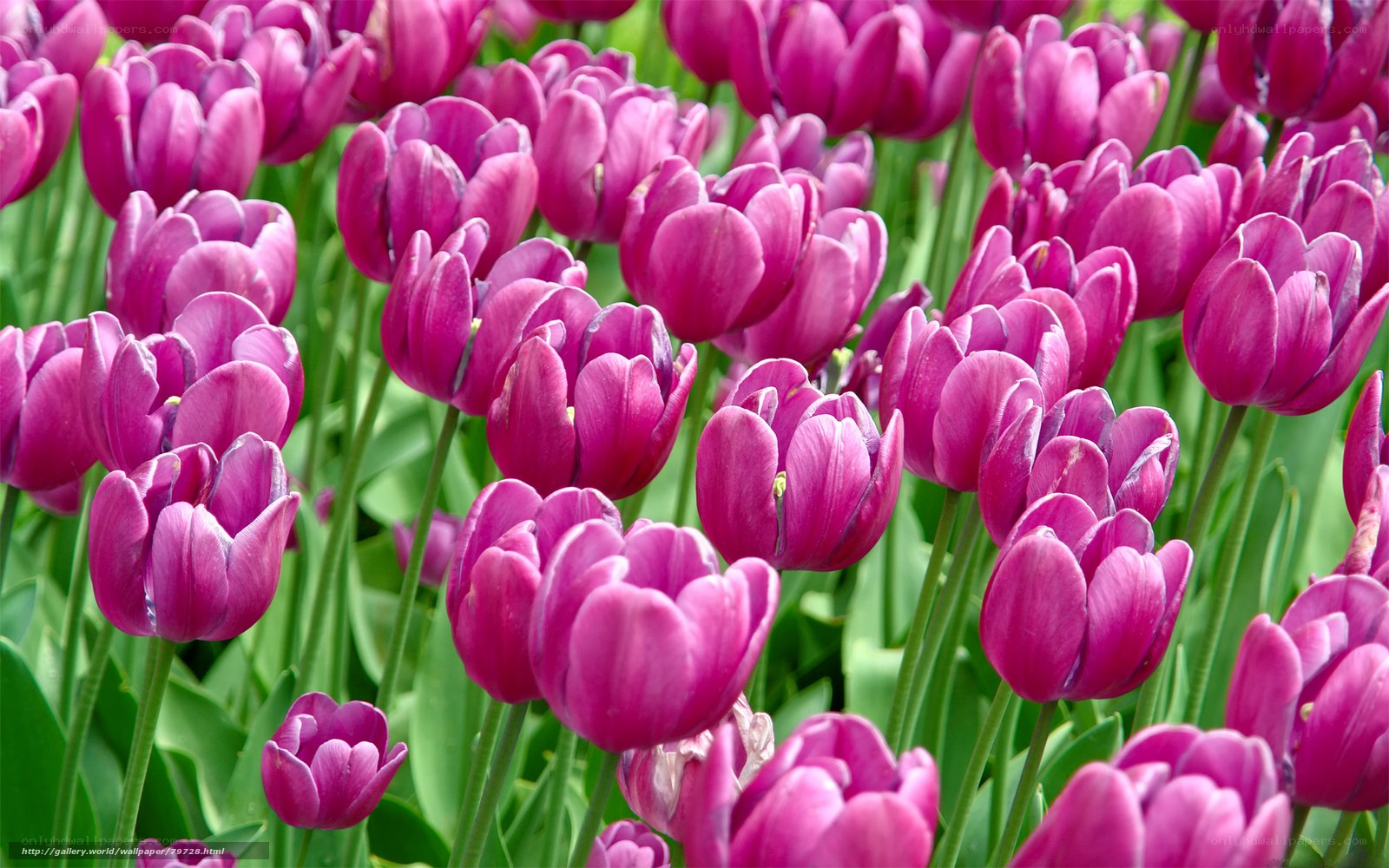 Purple tulips in a field