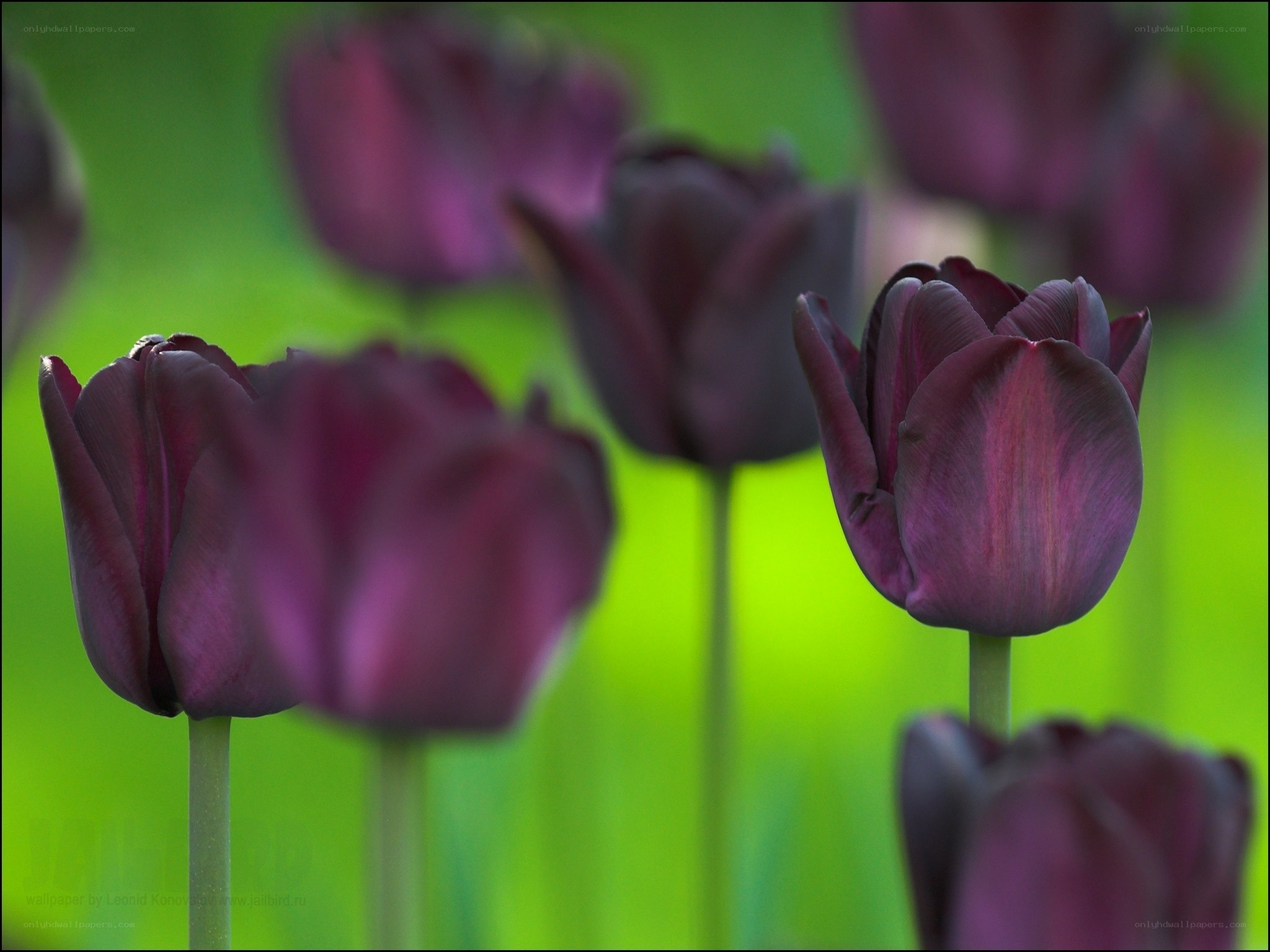 Purple tulips in a field