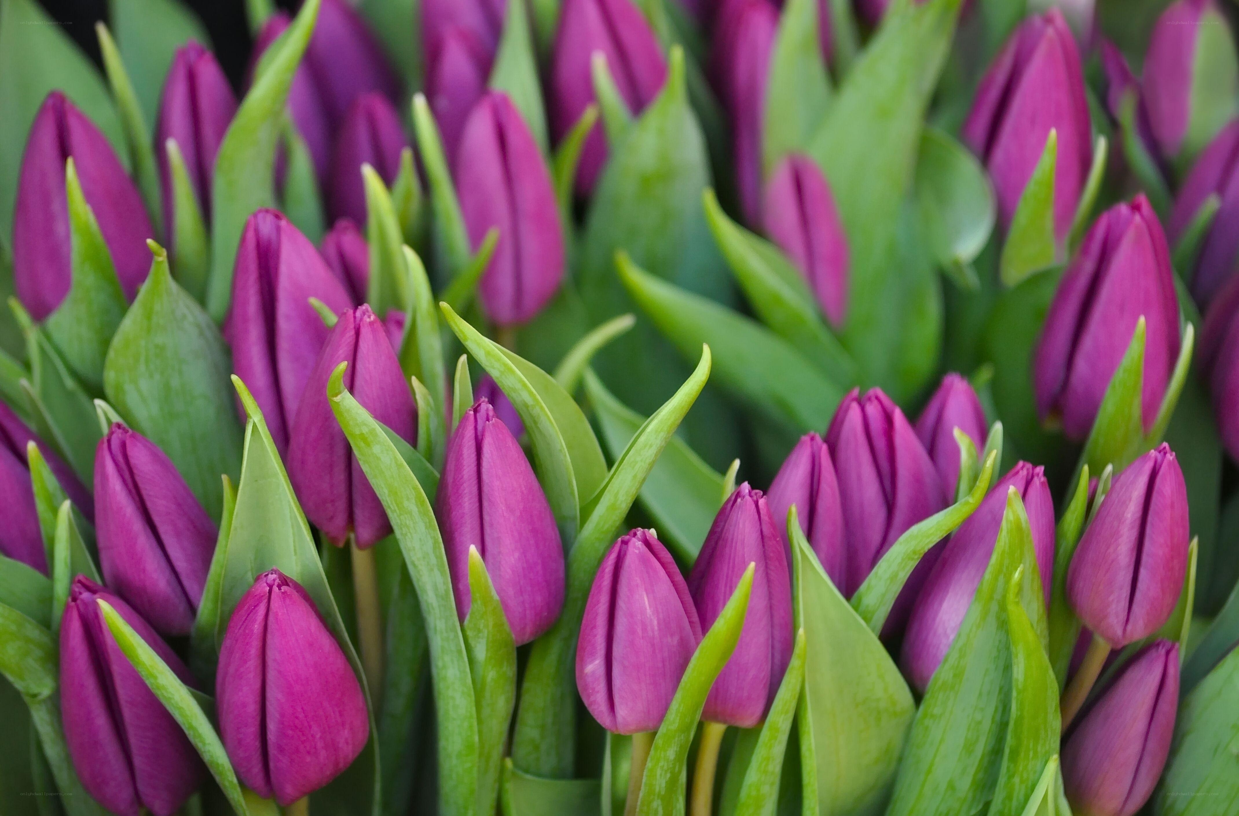 Purple tulips in a field