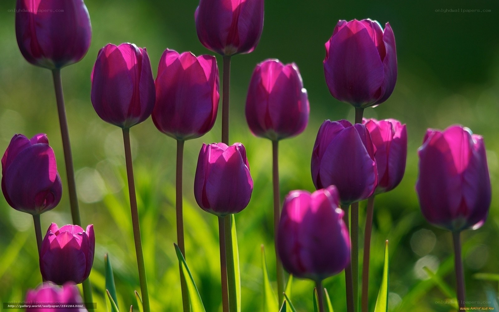 Purple tulips in a field