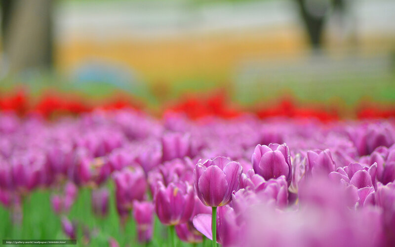 Purple tulips in a field