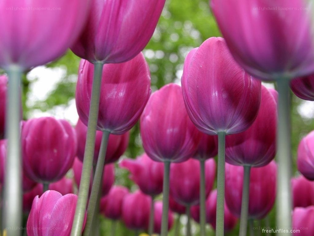 Purple tulips in a field