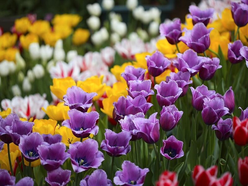 Purple Tulips in a Field — Colorful