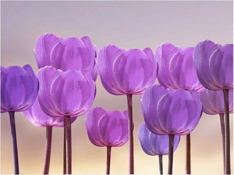 Purple Tulips in a Field — Serene