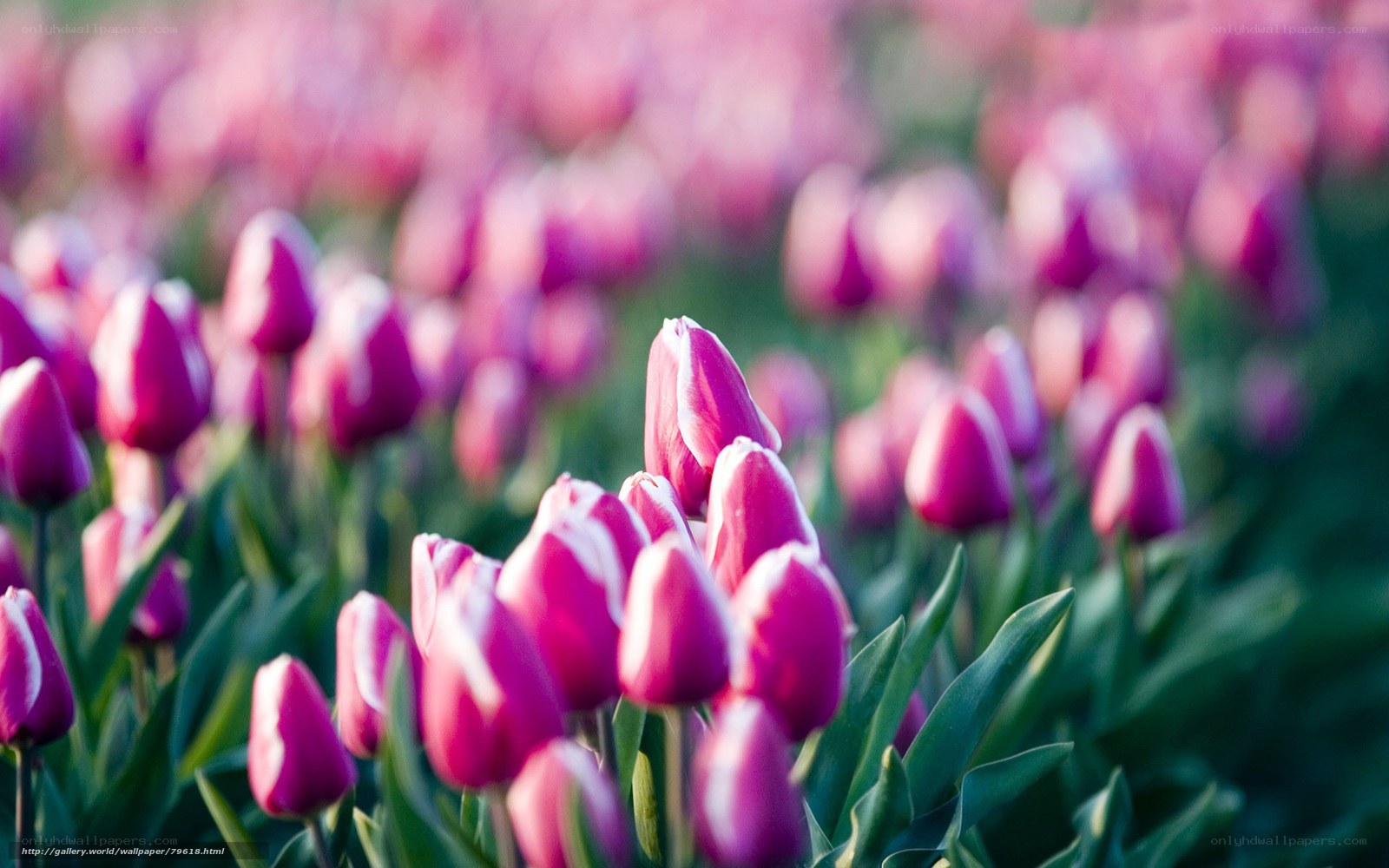 purple tulips in a field