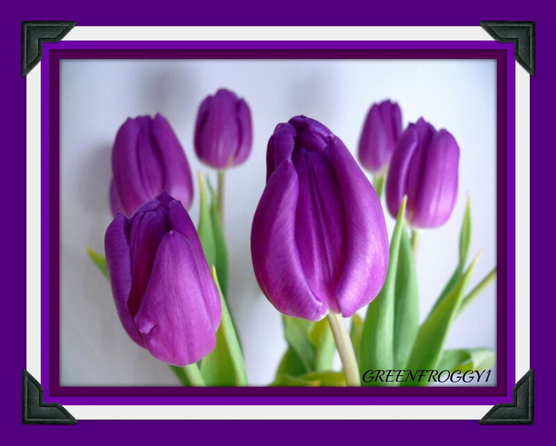 Purple Tulips in a Frame