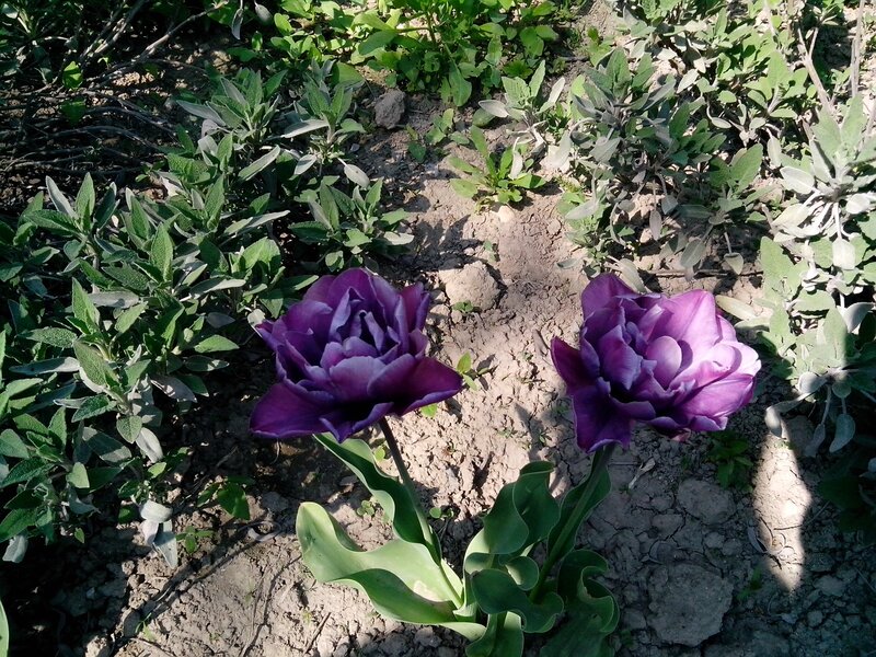 Purple tulips in a garden