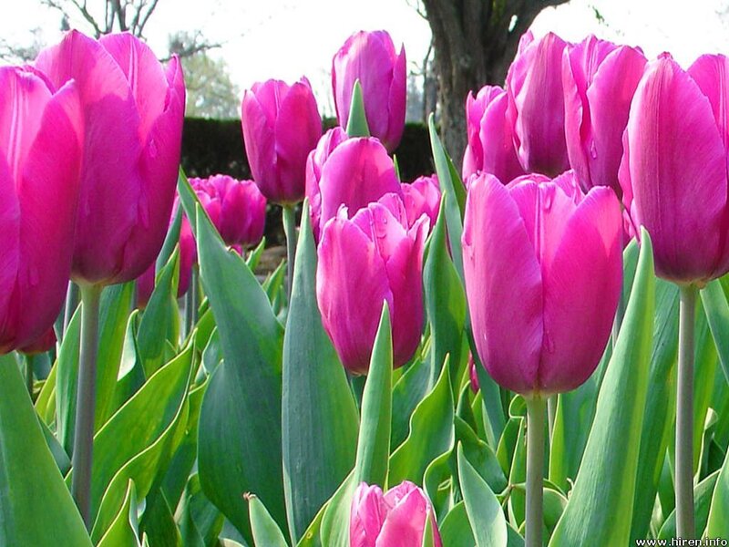 purple tulips in a garden